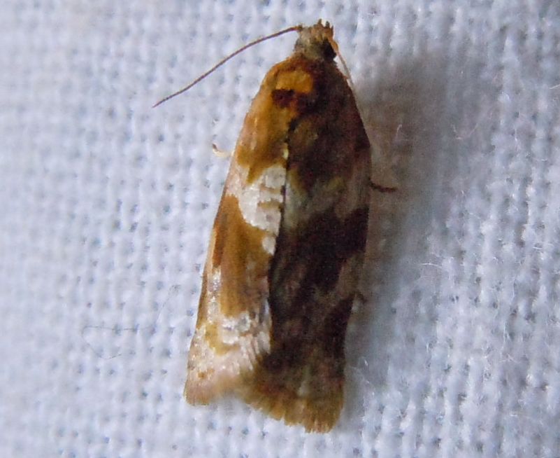 Tortricidae: Argyrotaenia ljungiana?